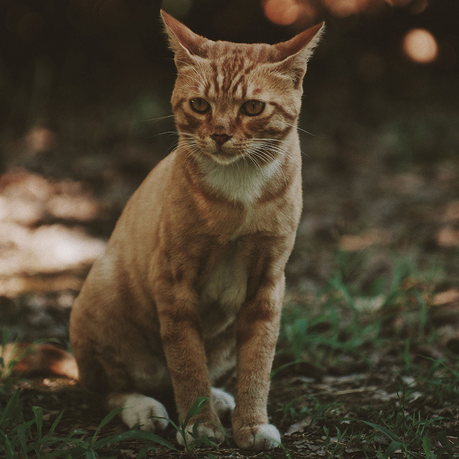 pet