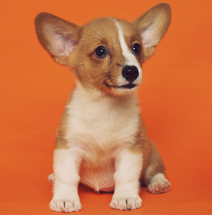 pet