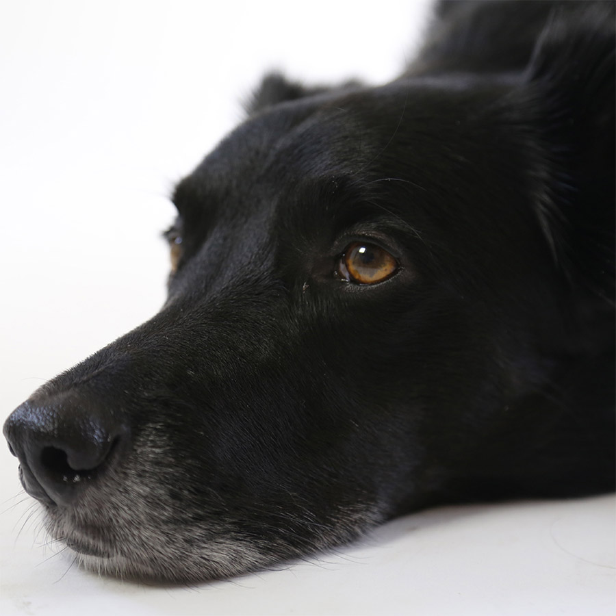 pet