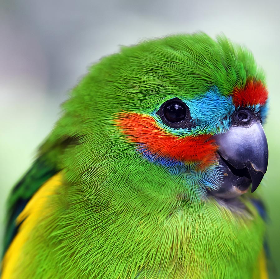 pet
