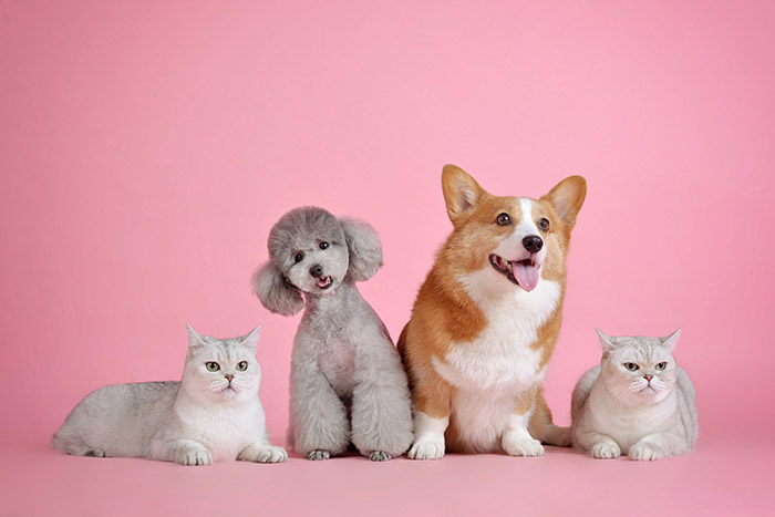 pet